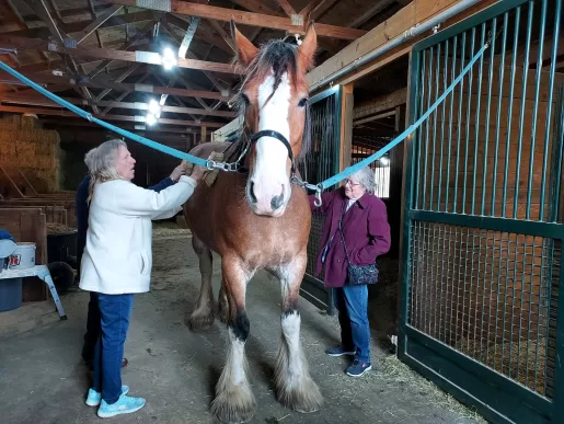 People brushing a Clydesdale horse while in a stable